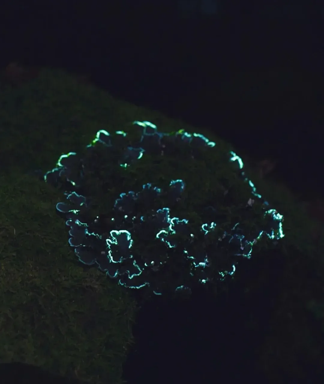森林夜景中被投影点亮的树皮、苔藓与菌类,以及架在林中的投影设备 第 2 张,共 4 张