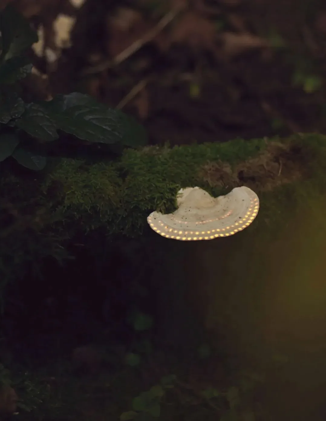 森林夜景中被投影点亮的树皮、苔藓与菌类,以及架在林中的投影设备 第 3 张,共 4 张